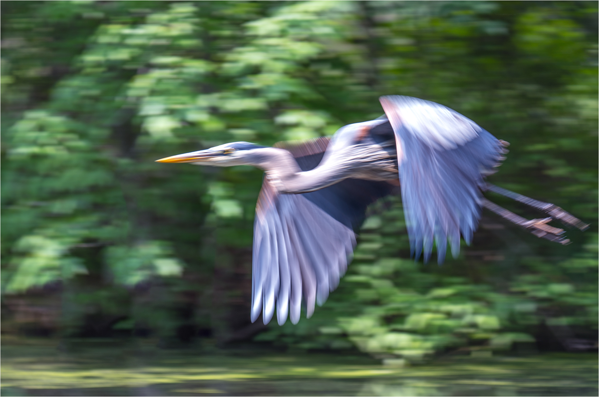 Chasolen Debra Spread Your Wings and Fly AssignedSubject   Motion Photography 20251008